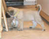 Yellow - 5 Weeks Old - 2.jpg (97520 bytes)