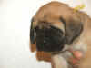 Yellow - 5 Weeks Old - 4.jpg (119427 bytes)