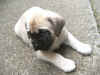 Yellow - 6 Weeks Old - 3.jpg (147108 bytes)