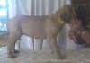 Yellow - 6 Wks - 3.jpg (23739 bytes)