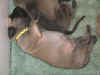 Yellow girl 2wks 1.JPG (148005 bytes)