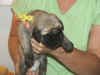 Yellow girl 2wks 2.JPG (108641 bytes)