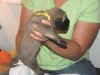 Yellow girl 2wks 5.JPG (65968 bytes)