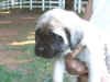 Yellow girl 4wks 3.JPG (109551 bytes)