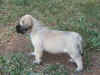 Yellow girl 4wks 5.JPG (160590 bytes)