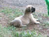 Yellow girl 4wks 7.JPG (165301 bytes)