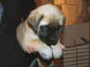 Yellow girl 5wks 3.JPG (115308 bytes)