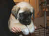 Yellow girl 5wks 4.JPG (112625 bytes)