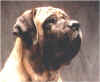 Zeke-Headshot.JPG (13461 bytes)