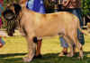 Zeke - 1st Vet Dog 8-10 Years 2.jpg (37567 bytes)