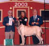 Zeke - 6 to 8 Vets Class - 4th Place.jpg (53504 bytes)