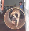 Zeke - Obedience Tunnel.jpg (57882 bytes)