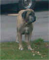 Zeke - Sep 15, 2002.JPG (13270 bytes)