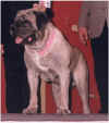 Zeke - Veteran Sweeps 2 (Cropped).JPG (38283 bytes)