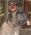 Zeke - Xmas 2001.jpg (10887 bytes)
