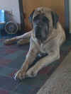 Zeke Relaxing.jpg (36694 bytes)