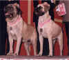 Zeke and Lakota - Sweeps Winners (Cropped).JPG (52155 bytes)