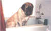 Zeke in the Bathtub.jpg (74607 bytes)