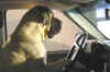 auto2.jpg (33376 bytes)