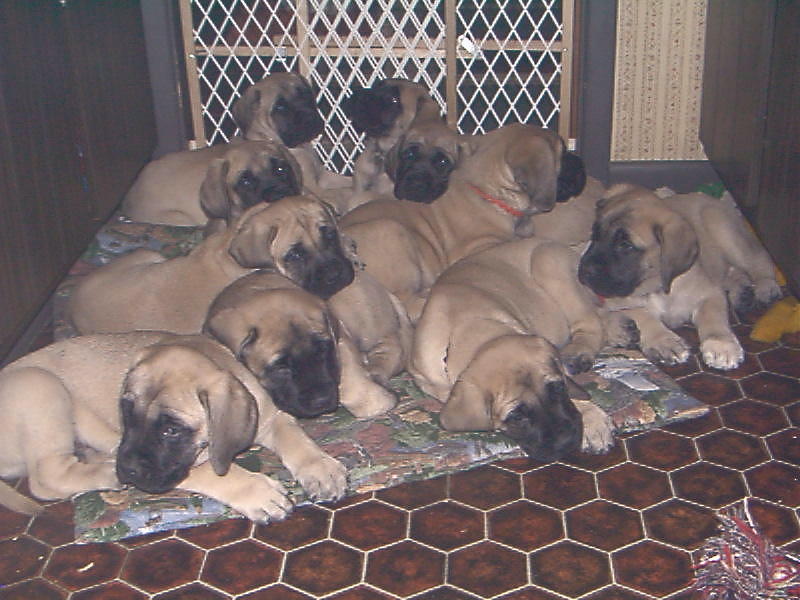 Marcy store mountain mastiffs