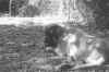 mojo001.jpg (76702 bytes)